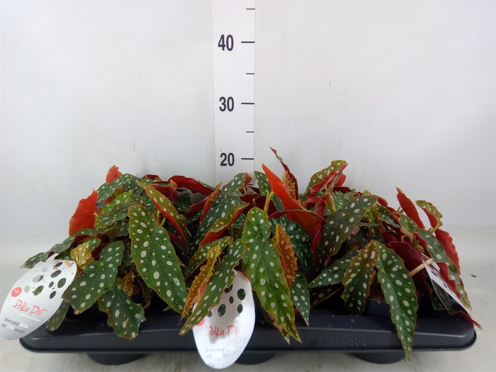 <h4>Begonia maculata</h4>