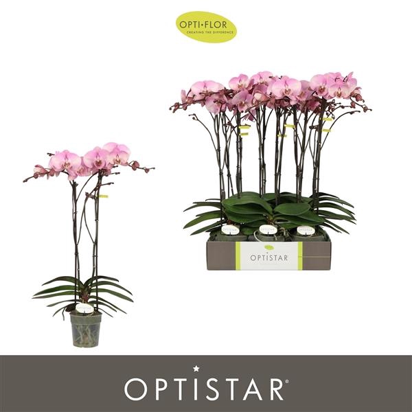 <h4>Phalaenopsis overig roze</h4>