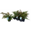 Dryo Erythrosora