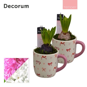 Hyacint Cup of Cute HL15634 [TENDER]