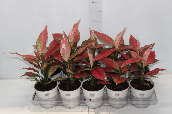 <h4>AGLAONEMA VARIADA P12</h4>