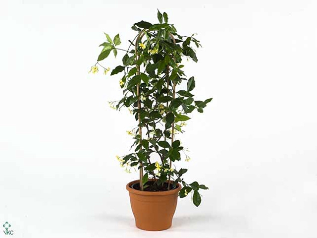 TRAC ASIATICUM