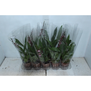 ONCIDIUM BARROCCO RED P12