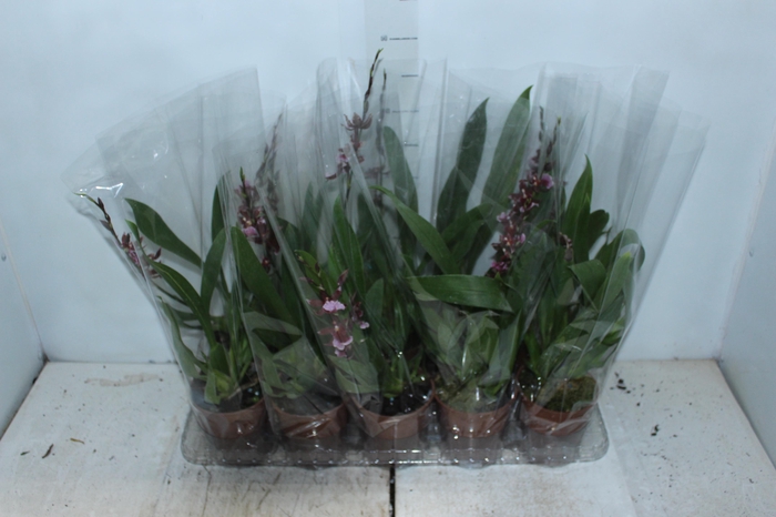 <h4>ONCIDIUM BARROCCO RED P12</h4>