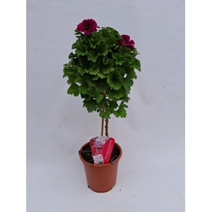Pelargonium Grandiflorum op stam Paars