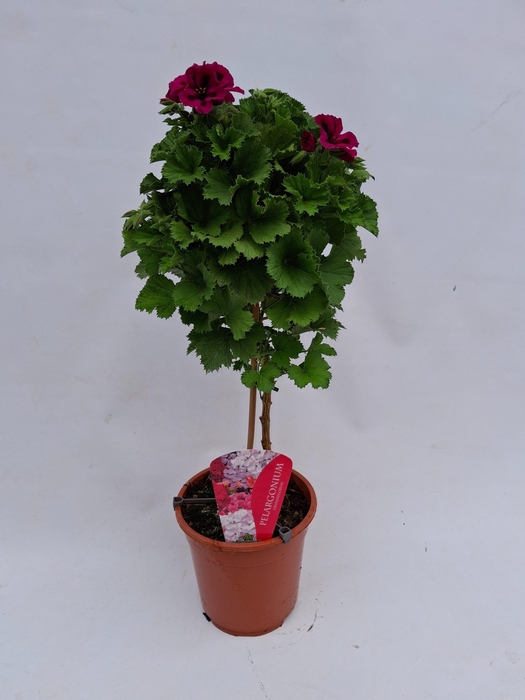 <h4>Pelargonium Grandiflorum op stam Paars</h4>