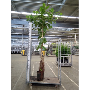 Ficus altissima