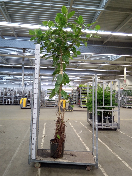 <h4>Ficus altissima</h4>