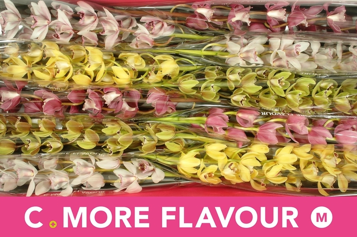 <h4>CYMB MI GEM</h4>