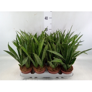 Sansevieria zeylanica 'Greenline'