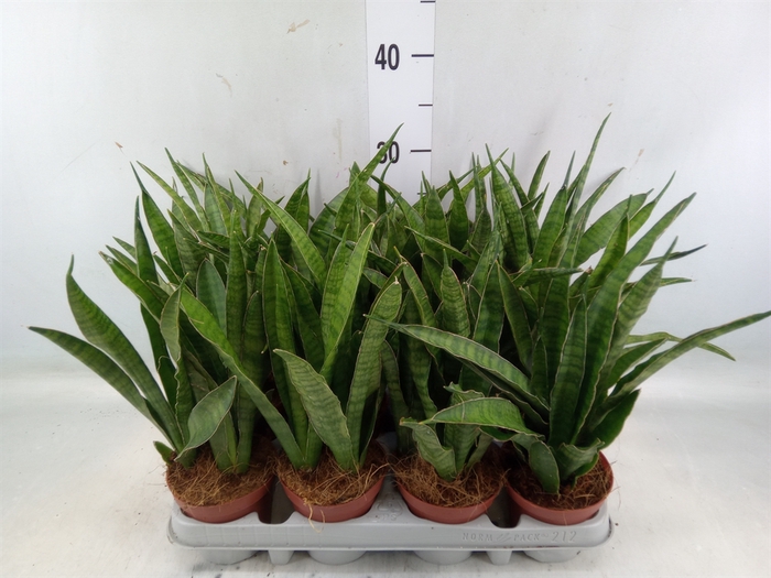 <h4>Sansevieria zeylanica 'Greenline'</h4>