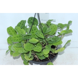 MARANTA LEUCONEURA MASSANGEANA C21