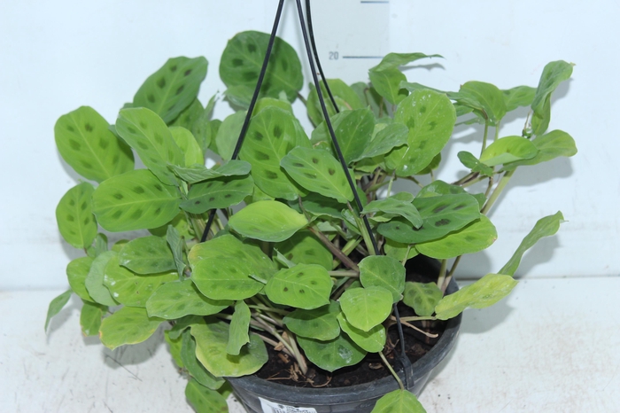 <h4>MARANTA LEUCONEURA MASSANGEANA C21</h4>