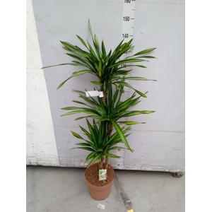 Dracaena frag. 'Riki'