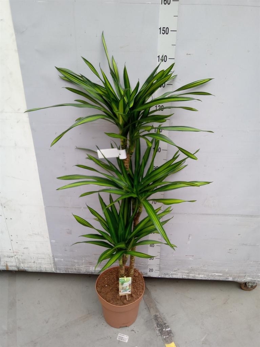 <h4>Dracaena frag. 'Riki'</h4>