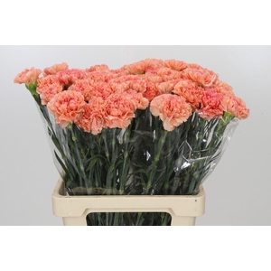Dianthus St Megan