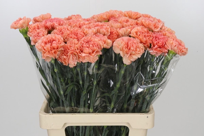 <h4>Dianthus St Megan</h4>