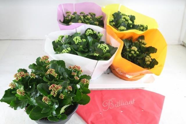 <h4>KAL GE GEM 5 KL</h4>