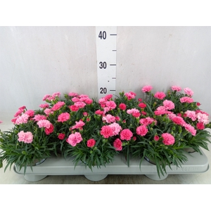 Dianthus  'I Love U'