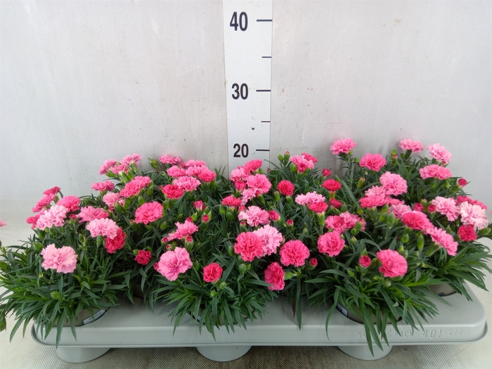 <h4>Dianthus  'I Love U'</h4>