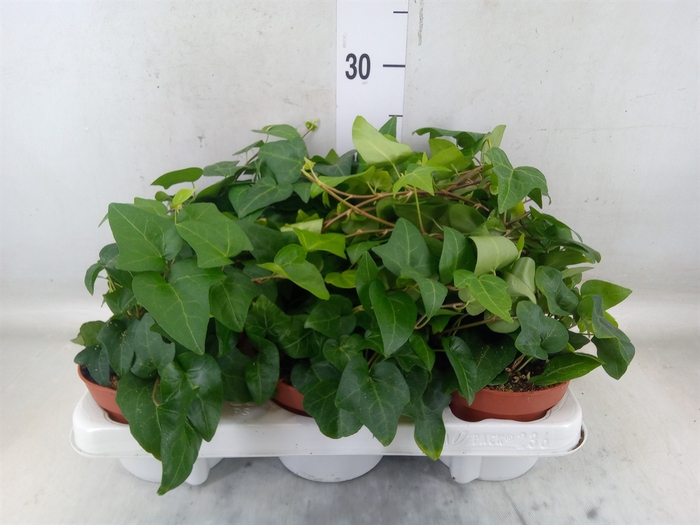 <h4>Hedera helix 'Mein Herz'</h4>