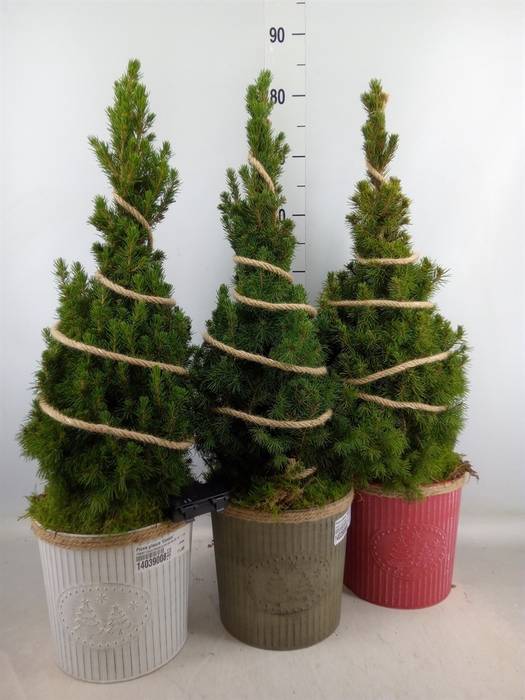 <h4>Picea glauca 'Conica'</h4>