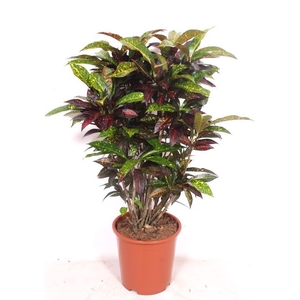 Codiaeum Freckles (Croton)