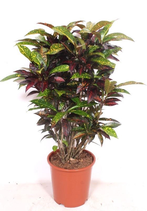 <h4>Codiaeum Freckles (Croton)</h4>