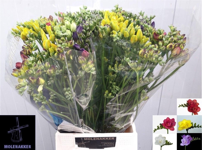 <h4>Freesia du mix</h4>