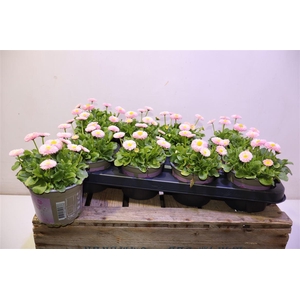 Bellis P Kl Bel Rose