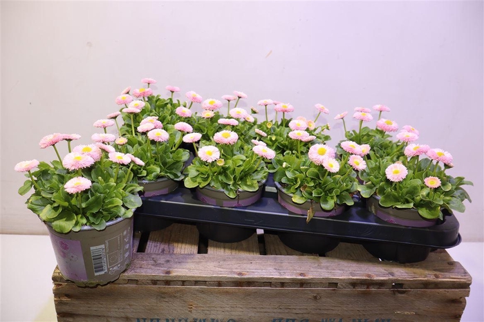 <h4>Bellis P Kl Bel Rose</h4>