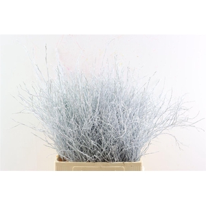 Vaccinium White Klbh