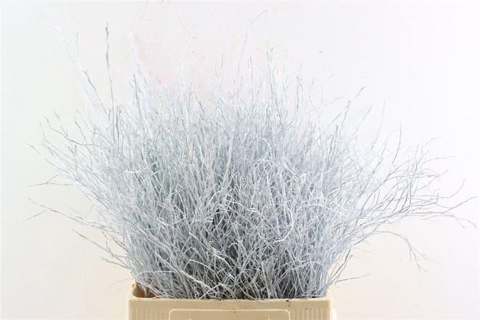 <h4>Vaccinium White Klbh</h4>