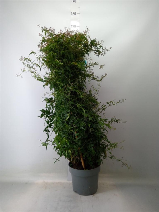 <h4>Jasminum polyanthum</h4>
