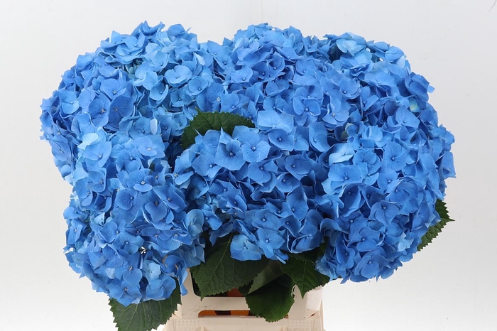 <h4>Hydr M Bela Bl</h4>