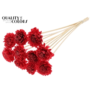 Shola Zinia 6cm on stem Wax Red