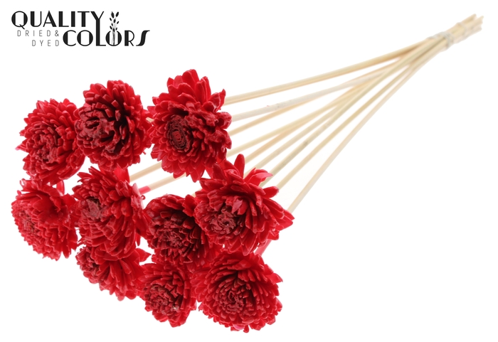Shola Zinia 6cm on stem Wax Red