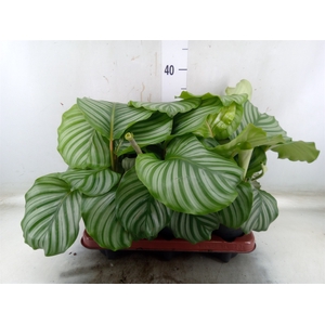 Calathea orbifolia