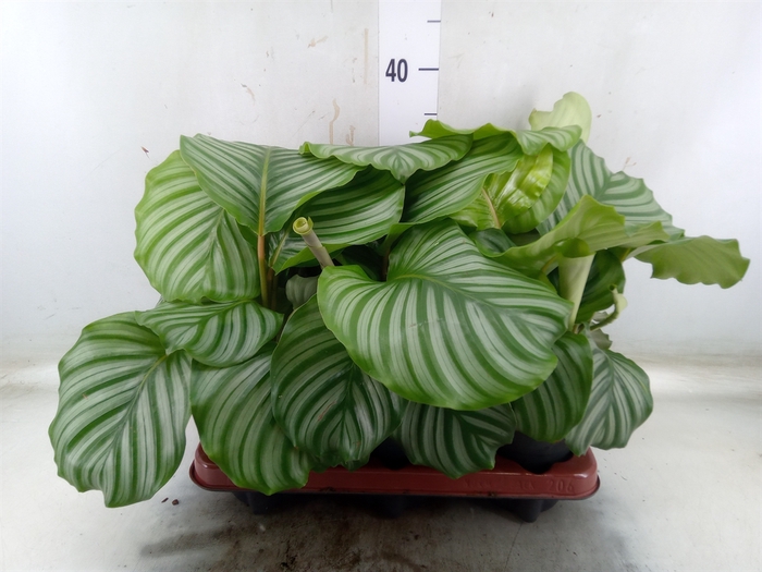 <h4>Calathea orbifolia</h4>