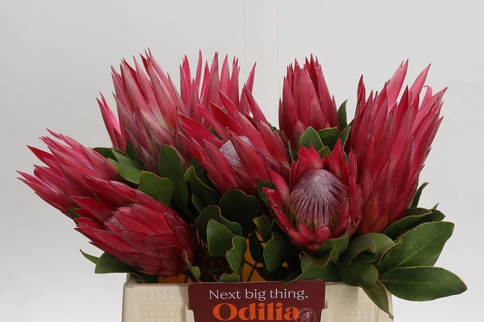 <h4>Protea Cynaroides Madiba</h4>