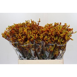 Anigozanthos Gold Fever