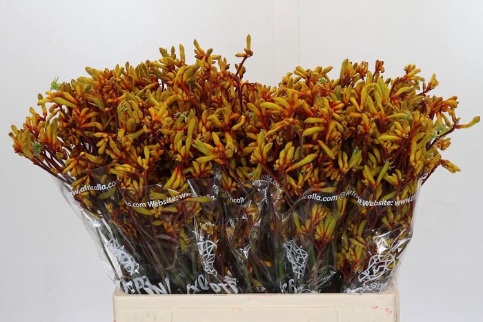 <h4>Anigozanthos Gold Fever</h4>