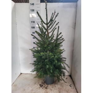 PICEA OMORIKA