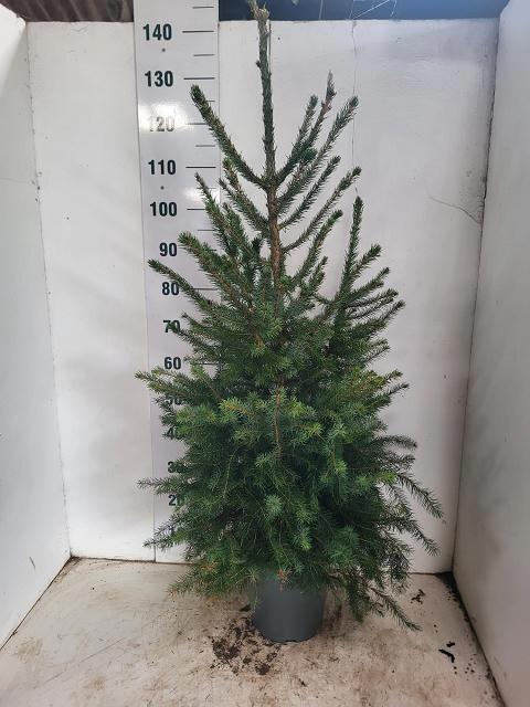 <h4>PICEA OMORIKA</h4>