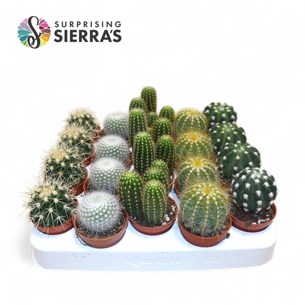 <h4>Sierra's® - Santiago Cactus Mix (Deluxe)</h4>