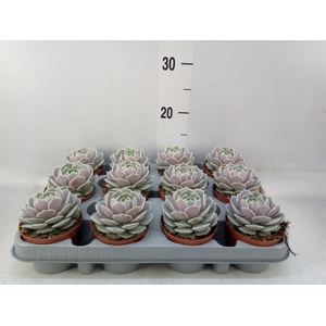 Echeveria   ...