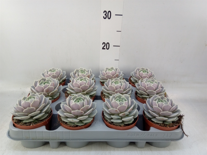 <h4>Echeveria   ...</h4>