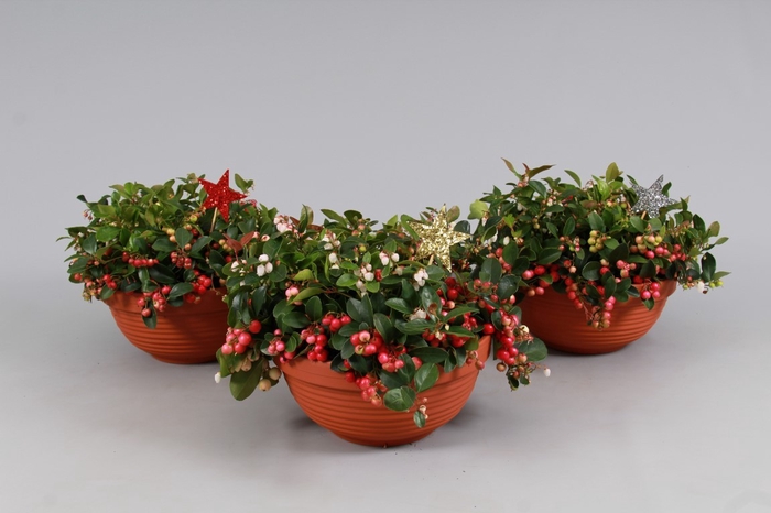 <h4>Gaultheria Big Berry Keramiek Terracotta + Glitter</h4>