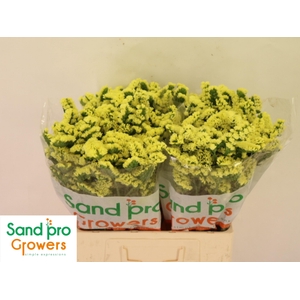 LIM S SIN MAX YELLOW