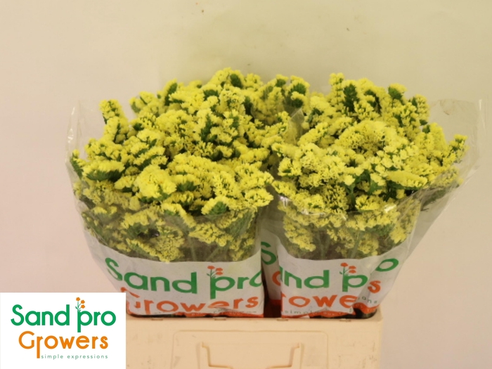 <h4>LIM S SIN MAX YELLOW</h4>